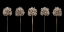 Picture of THREE PUPLE ALLIUM FLOWERS IN A ROW-CLOSE-UP