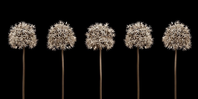 Picture of THREE PUPLE ALLIUM FLOWERS IN A ROW-CLOSE-UP