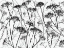 Picture of SILHOUETTE OF DRIED PLANTS