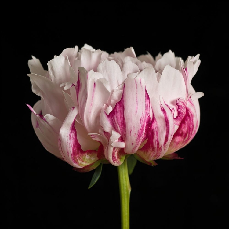 Picture of WHITE PINK PEONY FLOWER-CLOSE-UP