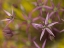 Picture of PURPLE ALLIUM FLOWER-CLOSE-UP