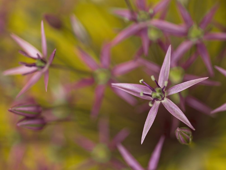 Picture of PURPLE ALLIUM FLOWER-CLOSE-UP