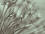 Picture of ALLIUM FLOWER-CLOSE-UP
