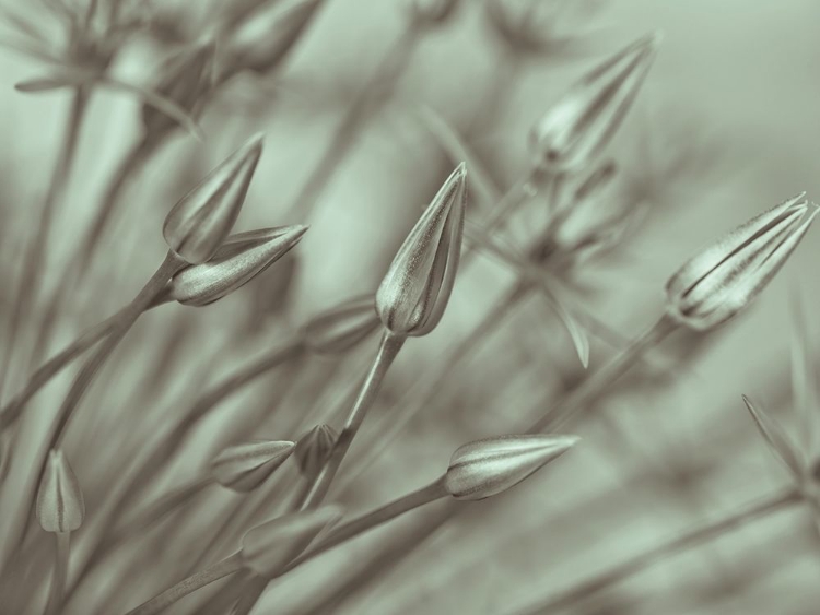 Picture of ALLIUM FLOWER-CLOSE-UP