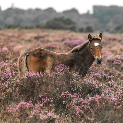 Picture of WILD HORSE-NEW FOREST
