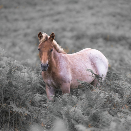 Picture of WILD HORSES-NEW FOREST