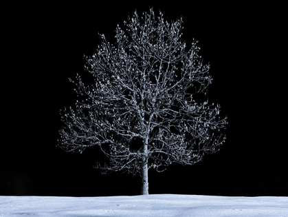 Picture of SINGLE TREE AGAINST SKIES IN SNOW
