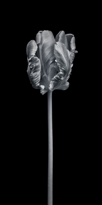 Picture of RCOCO TULIP-SIDE VIEW