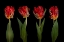 Picture of ROCOCO TULIPS