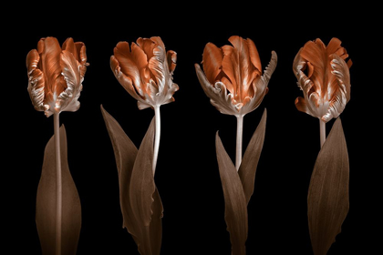 Picture of ROCOCO TULIPS