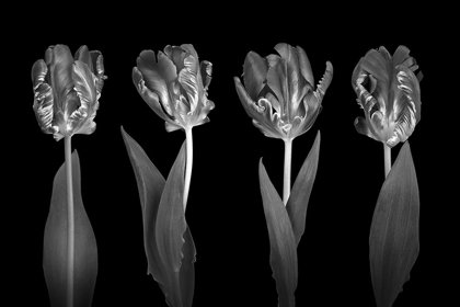 Picture of ROCOCO TULIPS