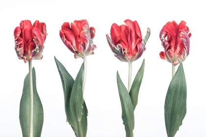 Picture of ROCOCO TULIPS