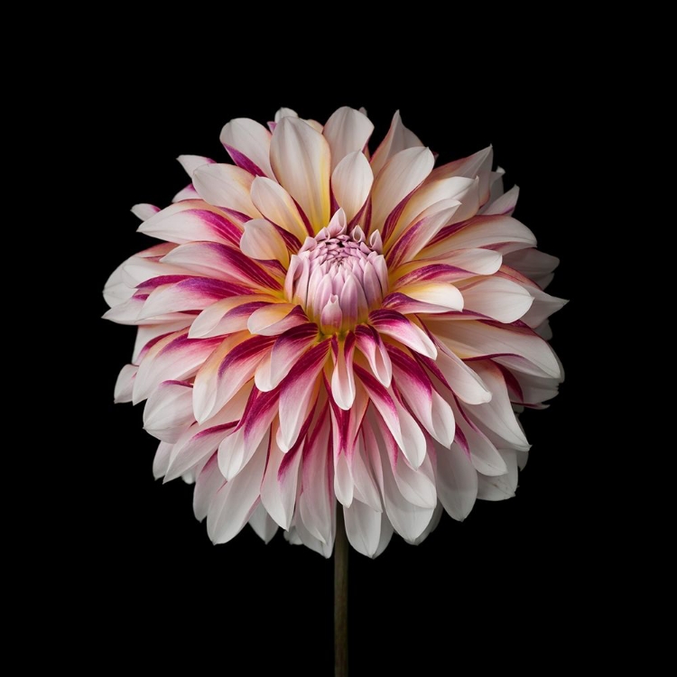 Picture of DAHLIA FLOWER