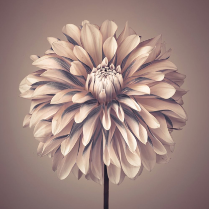 Picture of DAHLIA FLOWER