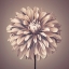 Picture of DAHLIA FLOWER