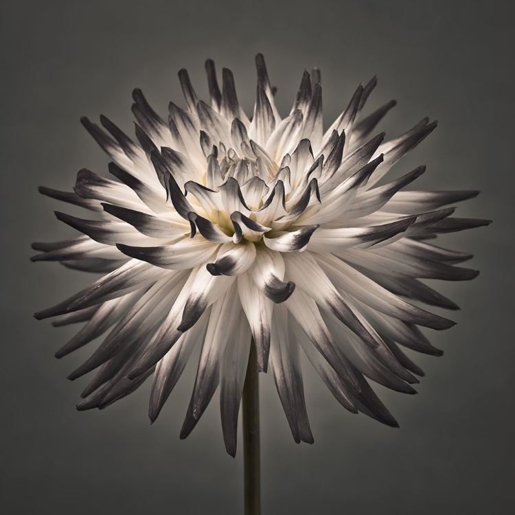 Picture of DAHLIA FLOWER