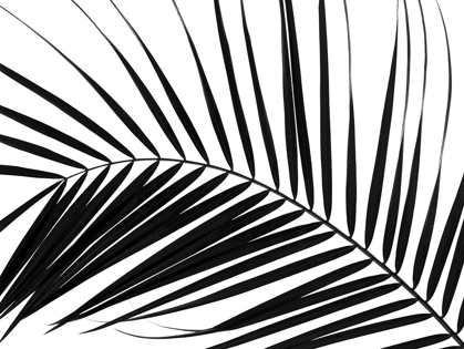 Picture of PALM TREE LEAF ON WHITE BACKGROUND