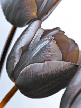 Picture of TULIP FLOWERS ON WHITE BACKGROUND