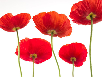 Picture of FIVE POPPIES