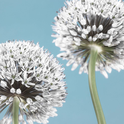 Picture of TWO ALLIUM FLOWERS