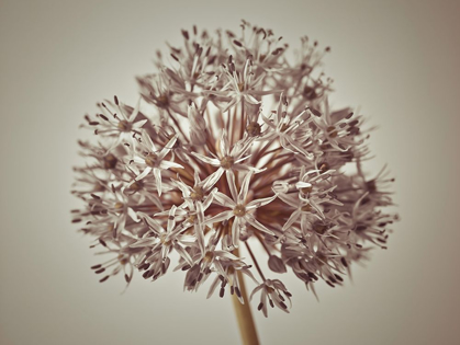 Picture of ALLIUM FLOWER