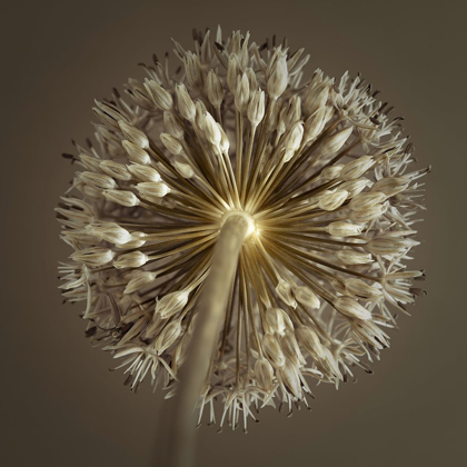 Picture of ALLIUM FLOWER