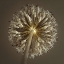 Picture of ALLIUM FLOWER