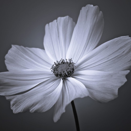 Picture of COSMOS FLOWER