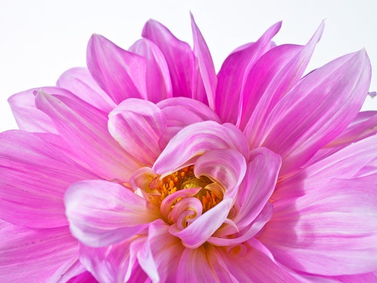 Picture of DAHLIA FLOWER