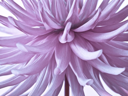 Picture of DAHLIA FLOWER