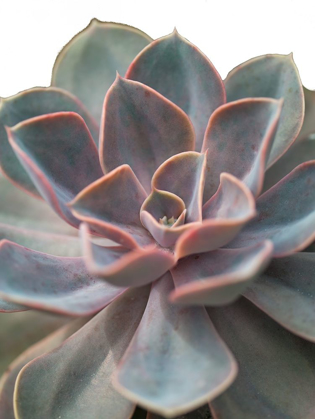 Picture of CLOSE-UP OF ECHEVERIA FLOWER