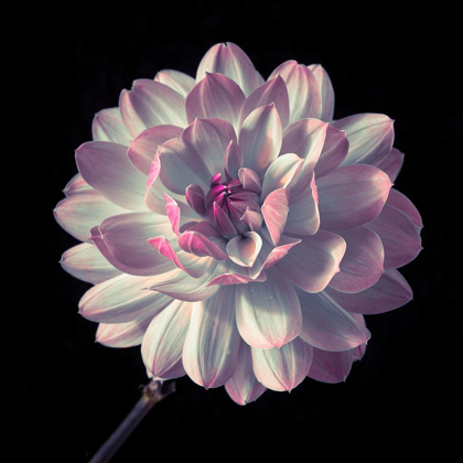 Picture of DAHLIA FLOWER CLOSE-UP