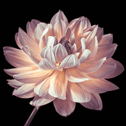 Picture of DAHLIA FLOWER CLOSE-UP