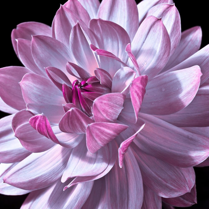 Picture of DAHLIA FLOWER CLOSE-UP