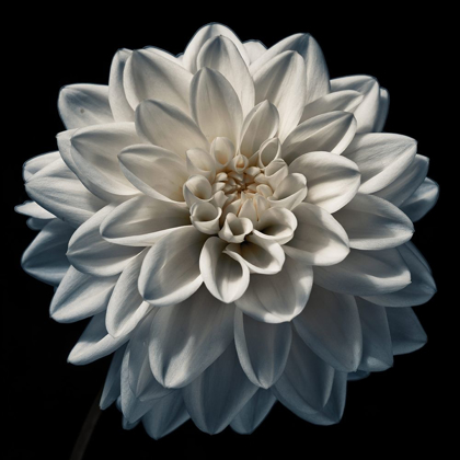 Picture of DAHLIA FLOWER CLOSE-UP