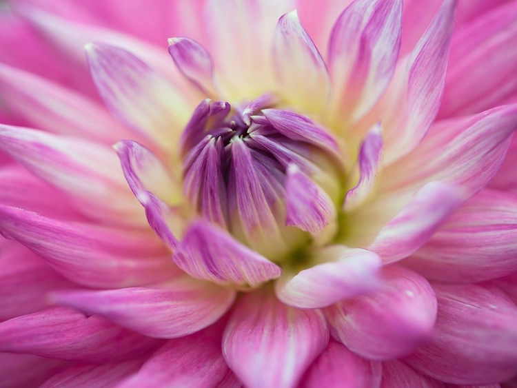 Picture of DAHLIA FLOWERS