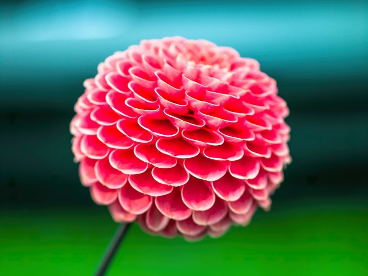 Picture of DAHLIA FLOWERS