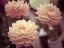 Picture of DAHLIA FLOWERS