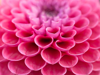 Picture of DAHLIA FLOWER