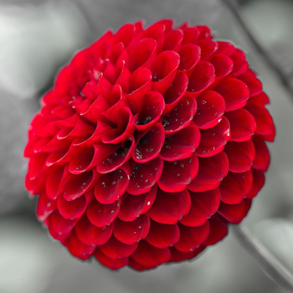 Picture of DAHLIA FLOWERS