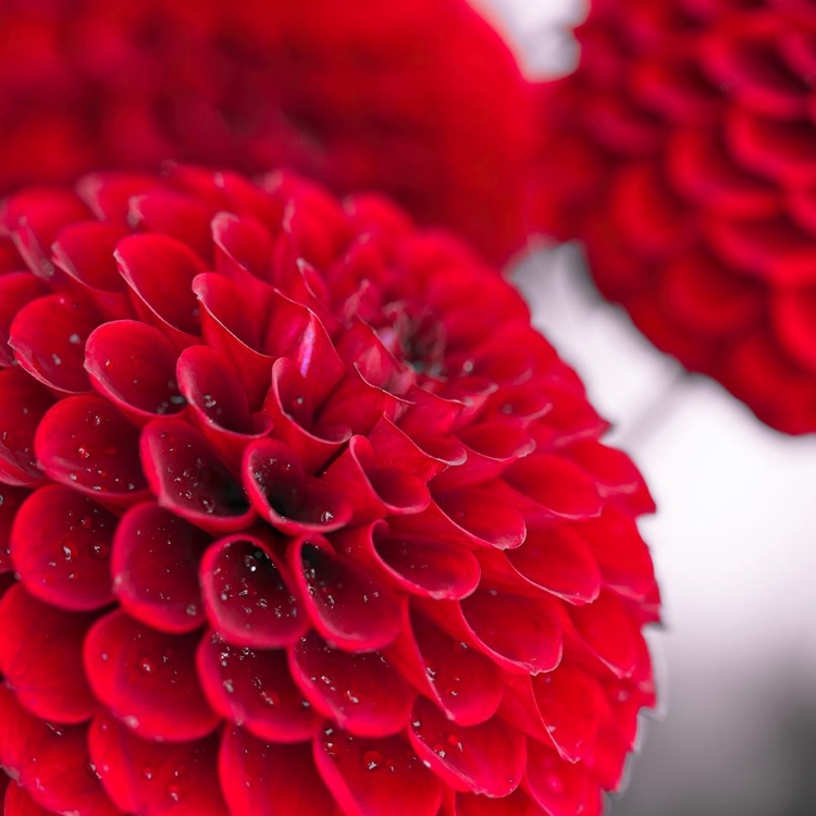 Picture of DAHLIA FLOWERS