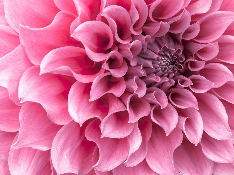 Picture of DAHLIA FLOWER - FULL FRAME