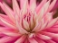 Picture of DAHLIA FLOWER