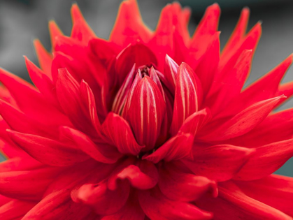 Picture of DAHLIA FLOWERS