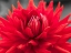 Picture of DAHLIA FLOWERS