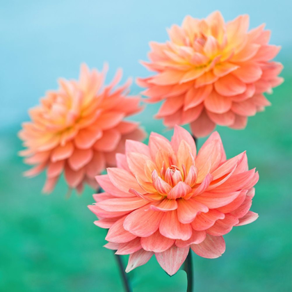 Picture of DAHLIA FLOWERS