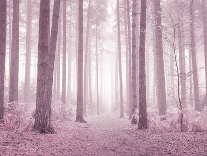 Picture of MISTY TREES IN PINK