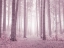 Picture of MISTY TREES IN PINK