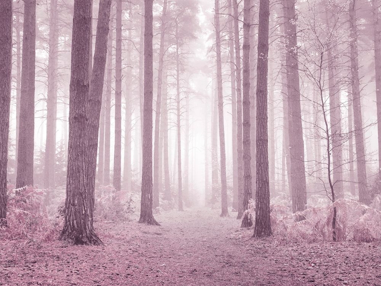 Picture of MISTY TREES IN PINK