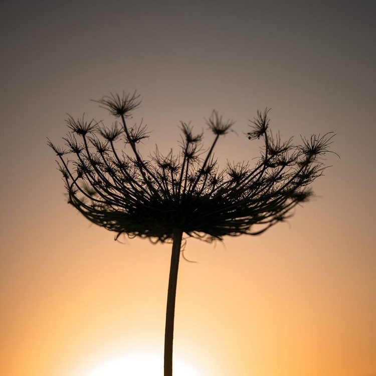 Picture of SILLOUETTE OF A BISHOPS WEED